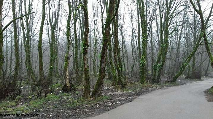 جنگل زیبای تیله کلار در سلمان شهر مازندران