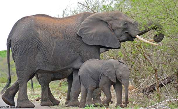 در دنیای فیل ها، مادربزرگ ها چه نقشی دارند؟